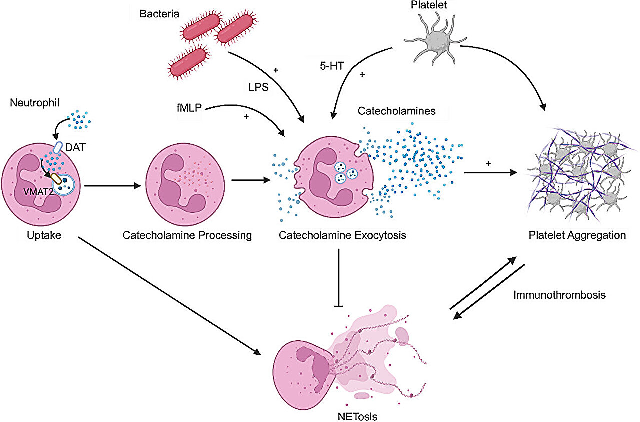 Scientists Just Caught Immune Cells Talking Like Neurons — And It Could Change How We Treat Inflammation
