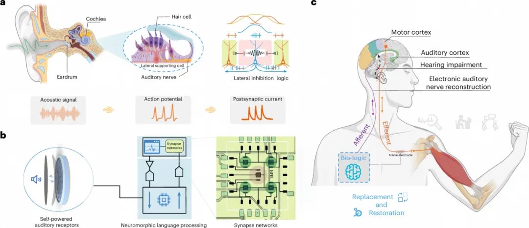 Scientists built a bionic ear that doesn't just hear — it understands